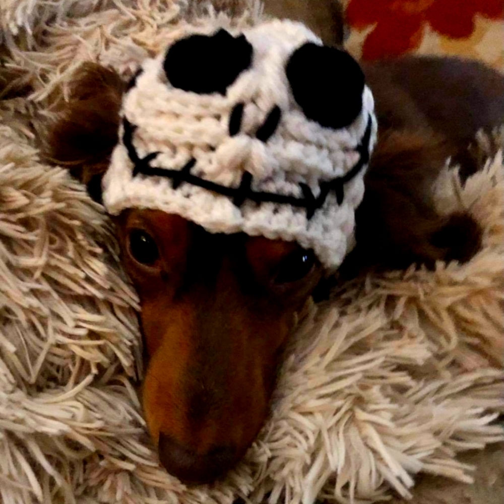 COPY - Adorable dog and cat Halloween hats